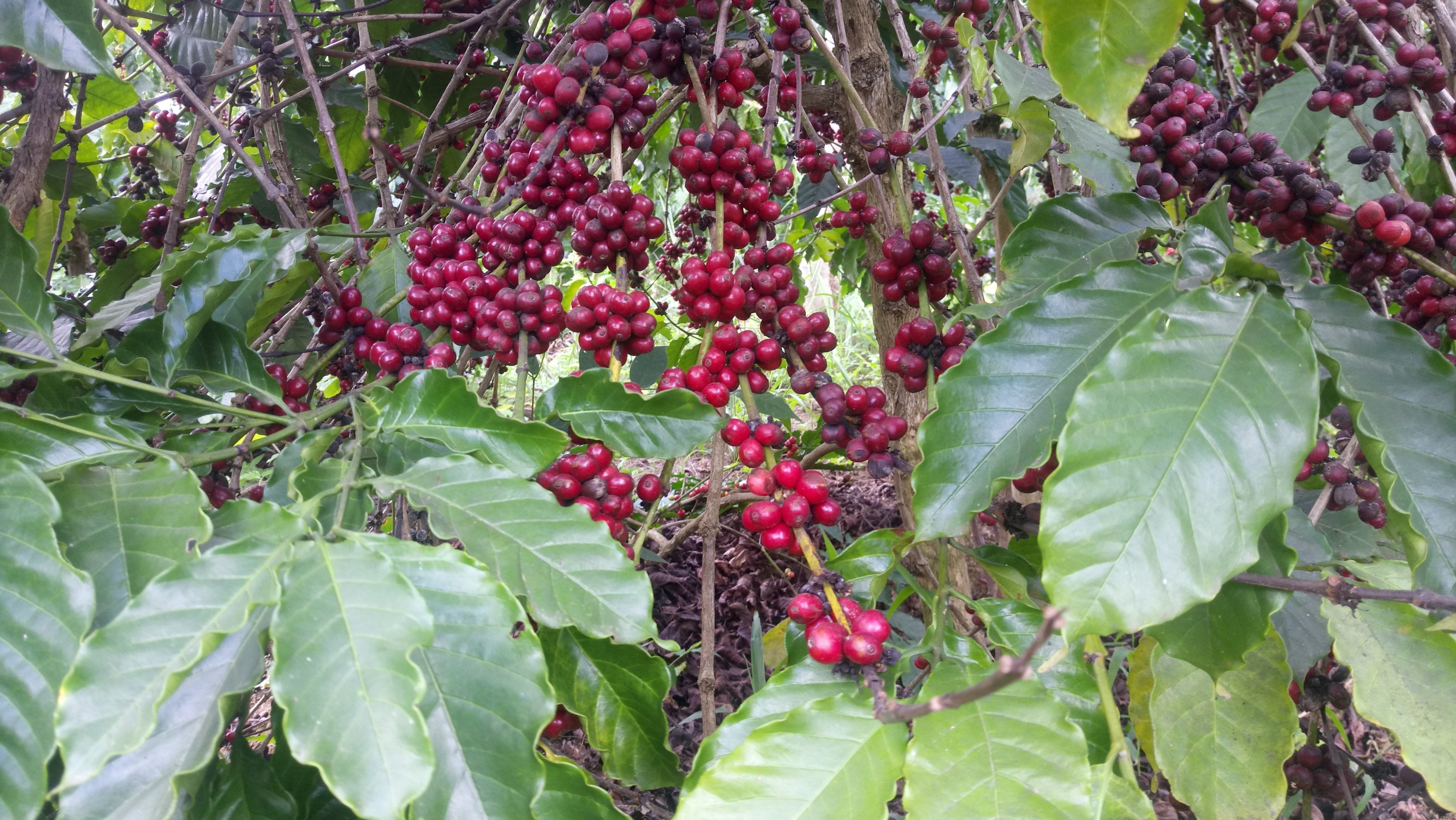 100% Robusta Coffee Beans  - Wholesale - Green or Roasted