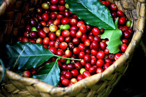 100% Robusta Coffee Beans  - Wholesale - Green or Roasted